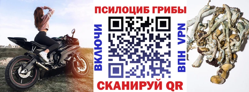 Купить где  Инсар  Псилоцибиновые грибы Psilocybe 